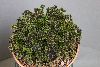 <em>Trifolium purpurascens quadrifolium</em>